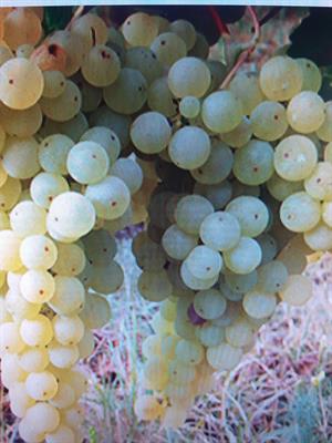 Uva da vino