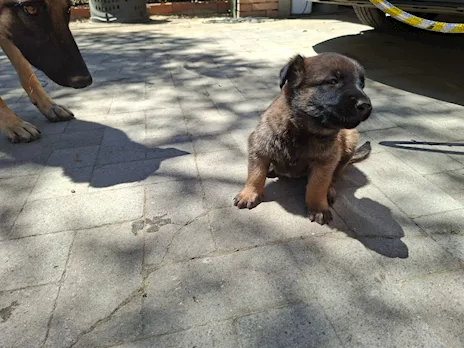 Cuccioli di Pastore Belga Malinois - Anteprima 4