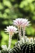 Cactus Equinopsis multi Fiori continui profumati