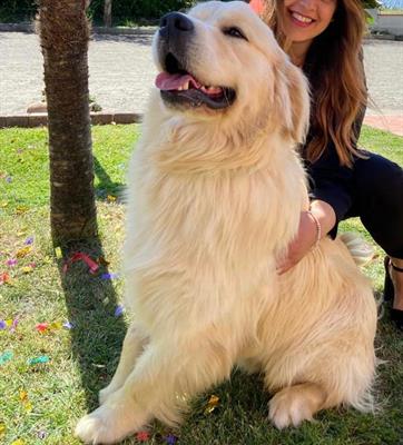 Accoppiamento Golden Retrevier - Foto 2