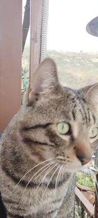 Max dolcissimo micio tigrato