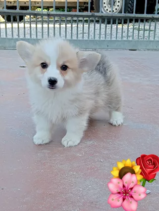 Welsh corgi pembroke pedigree ENCI