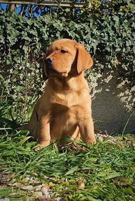 Cuccioli di Labrador Retriever - Pedigree, lastre test - Foto 3