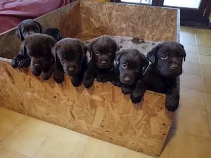 Cuccioli di Razza labrador - Foto 2
