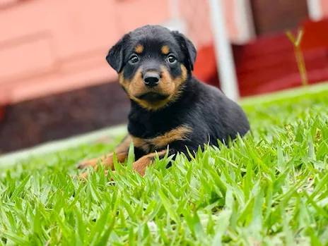 Cuccioli di rottweiler terrier