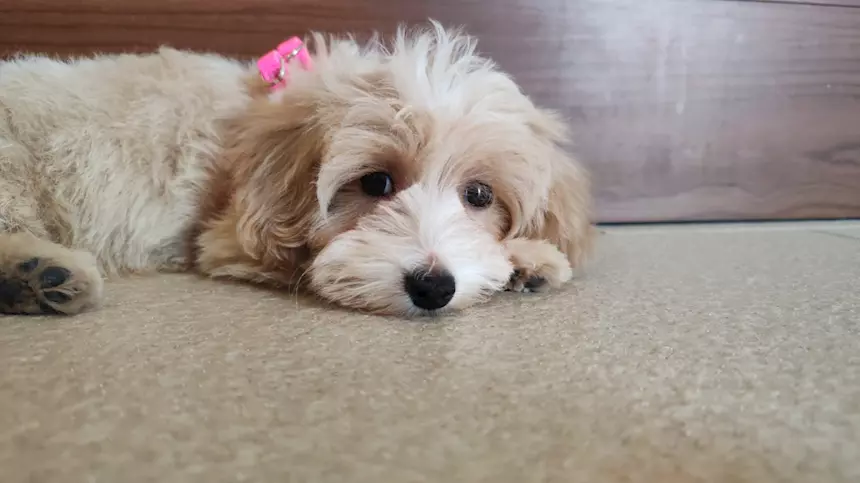 Maltipoo - Per problemi condominiali do in adozioni