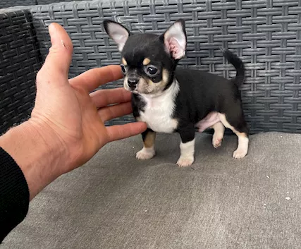 Ultimo cucciolo di chihuahua toy