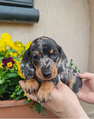 Bassotto Nano Tedesco e Bassotti Nani Vari Colori