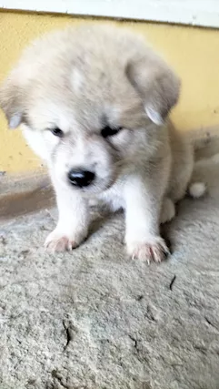 Akita inu cuccioli