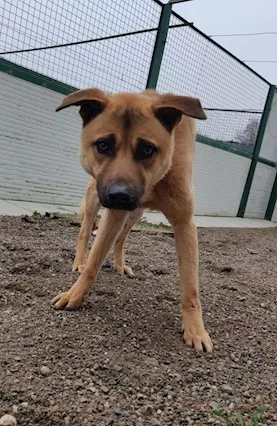 Paperino cane curiosone con mantello fulvo, un pò schivo, taglia media - Foto 3