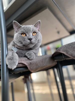 Cerco gattina British Shorthair per Totó - Foto 3