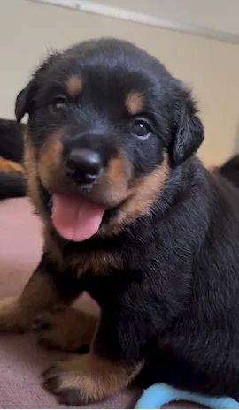 Cuccioli di Rottweiler con Pedigree ENCI - 2F e 3M