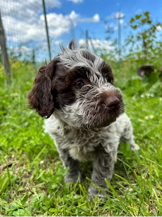 Cuccioli di LAGOTTO ROMAGNOLO