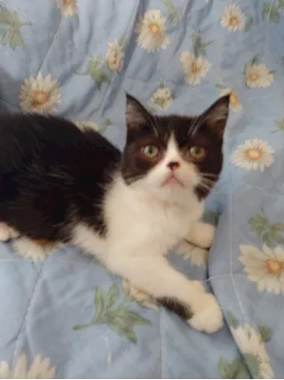 Gatti Persiani - Foto 2