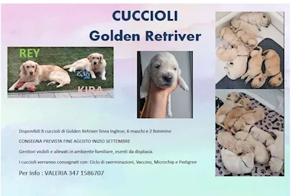 Cuccioli Golden Retriver Linea Inglese