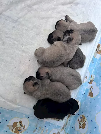 Bulldog Francese cuccioli