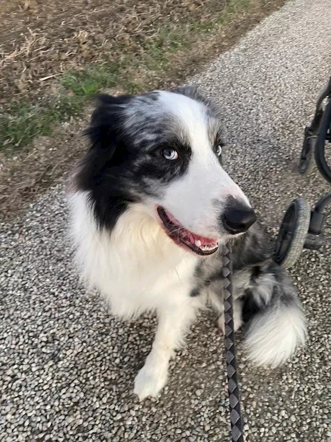 Monta di maschio Border Collie Blue Merle
