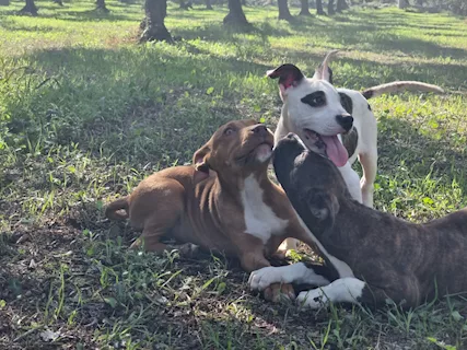Cuccioli Amstaff Pedigree Bari