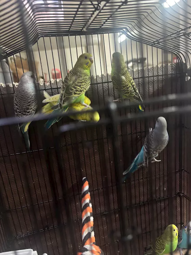 Foto 2 Cocorite varie mutazioni piumaggio