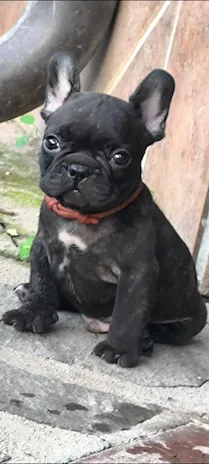 Cuccioli di Razza Bulldog francese pedigree ENCI, genitori visibili - Foto 4