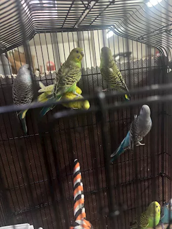 Cocorite varie mutazioni piumaggio - Foto 2