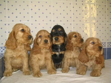 Cuccioli di Cocker Spaniel in regalo - Adozione responsabile