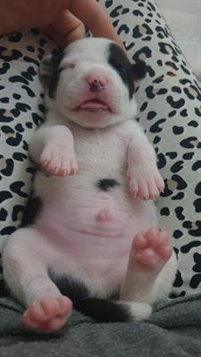Cuccioli pitbull