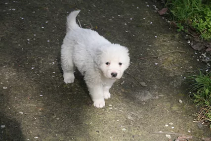 Cuccioli Maremmano 