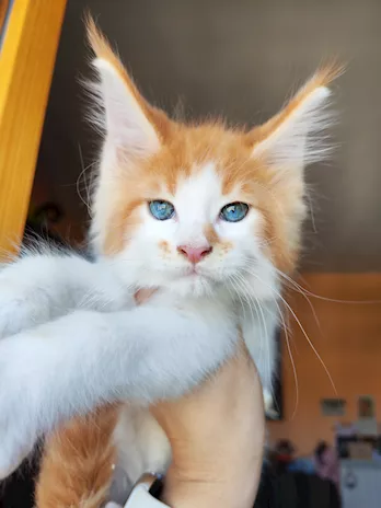 Dolcissimi gattini Maine Coon
