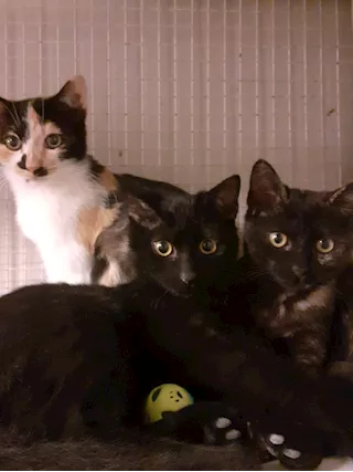 GATTINI AMOREVOLI