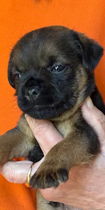 Cuccioli Border terrier