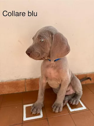 Cuccioli di Weimaraner - Foto 2