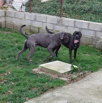 Cane Corso