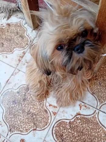 In vendita - Shih Tzu di 7 mesi (Catanzaro)