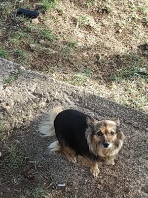 Si regalano due cuccioli di volpino