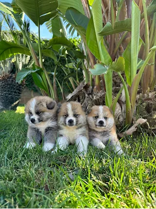 Cucciolata Akita Inu di alta genealogia