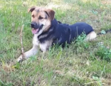 Mix Pastore 4 anni x 2 anni a catena.MILANO