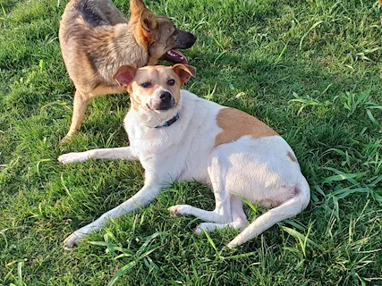 BOBB, fantastico cucciolone diversamente abile - Foto 3