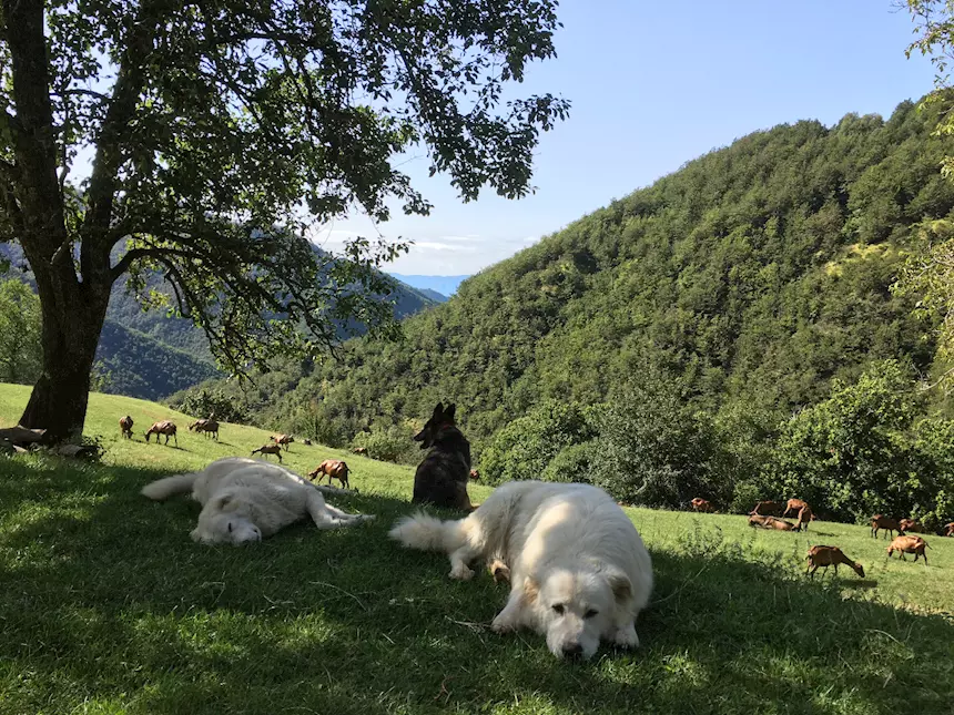 Cuccioli Pastore Razza Maremmano Abruzzese - Cani a Lucca