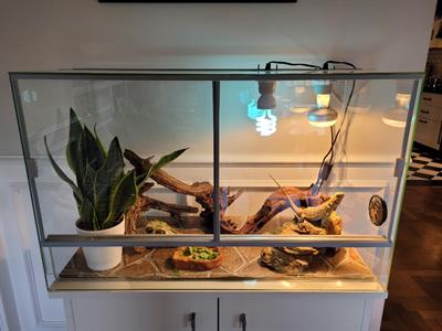 Terrario con Pogona