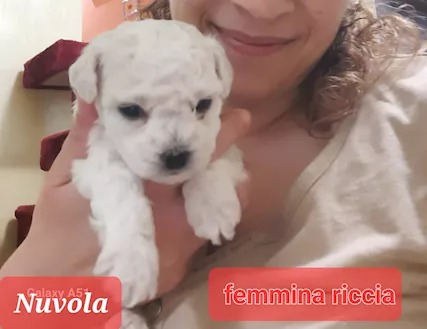 Cuccioli maltesi taglia piccola