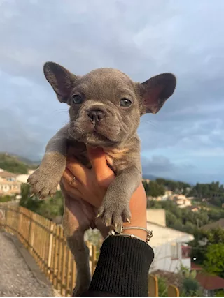 Bulldog francese blue