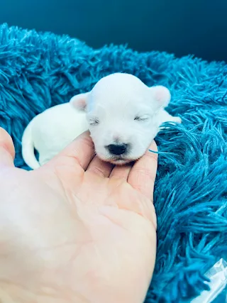 Maltese toy