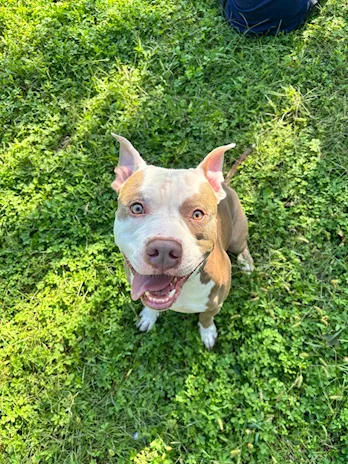 Pitbull red nose
