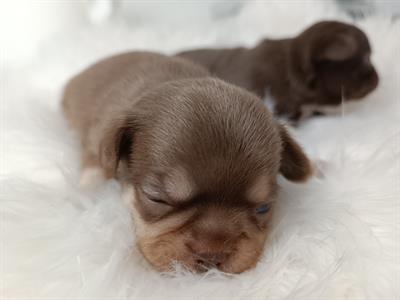 Chihuahua cuccioli pedigree