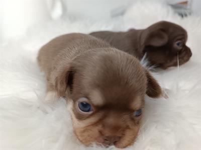 Chihuahua cuccioli pedigree - Foto 3