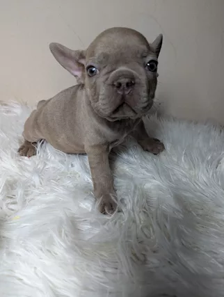 Bulldog francese blu e merle