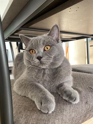 Cerco gattina British Shorthair per Totó - Anteprima 1