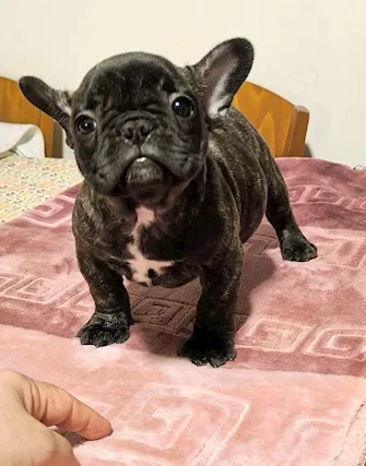 Cuccioli di Razza bulldog francese con pedigree ENCI - Foto 4