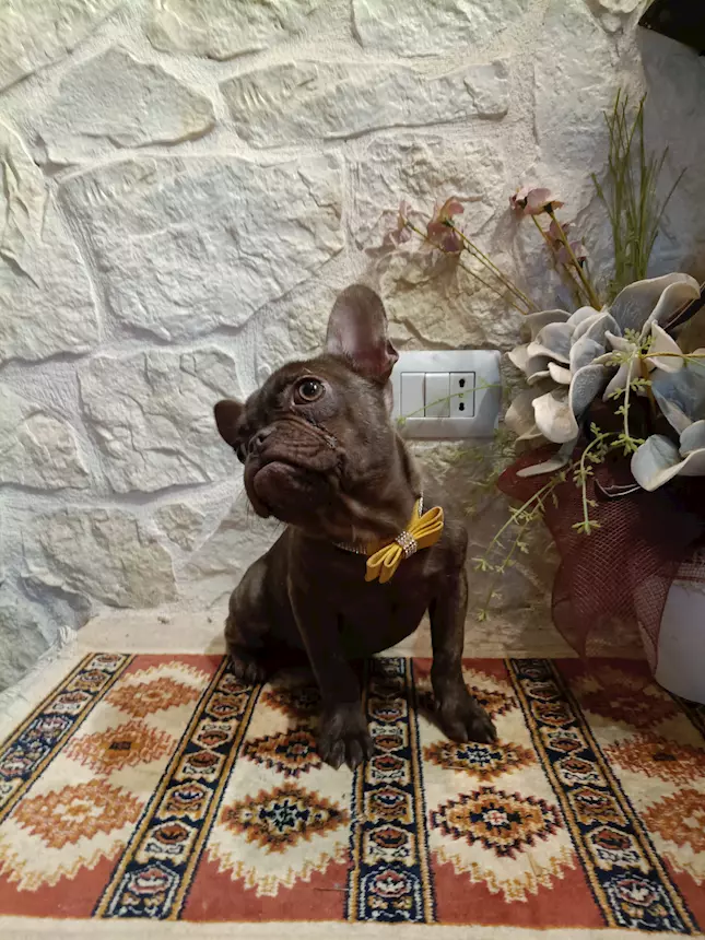 Bulldog Francese cucciolo in vendita, color ambra